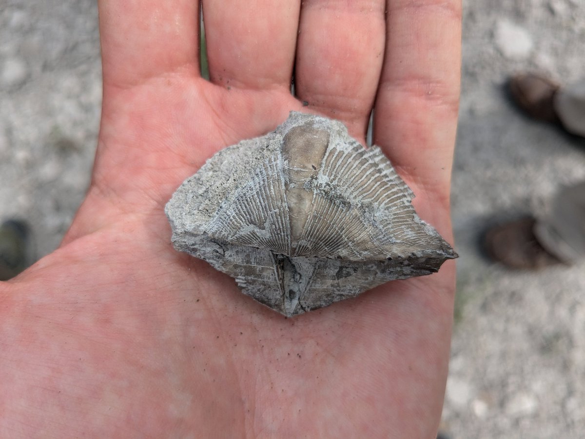 CambroJoe's tweet image. Some really fascinating presentations so far at #NAPC and still another half to come. Today, joined the field trip to the famous Silica Shale and searched for #Devonian fossils. Looking forward to presenting an amazing new species, the &quot;sea moth,&quot; tomorrow afternoon.