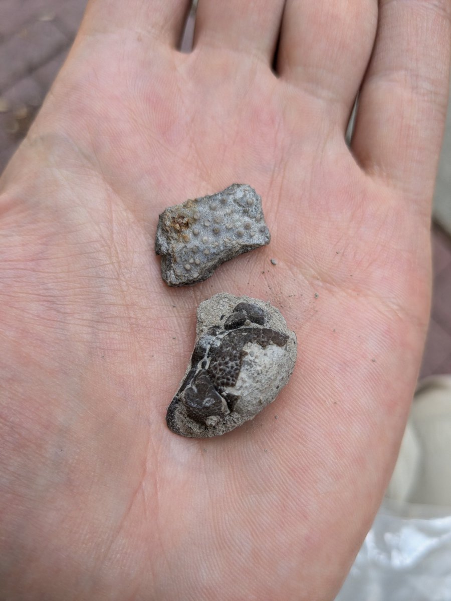 CambroJoe's tweet image. Some really fascinating presentations so far at #NAPC and still another half to come. Today, joined the field trip to the famous Silica Shale and searched for #Devonian fossils. Looking forward to presenting an amazing new species, the &quot;sea moth,&quot; tomorrow afternoon.