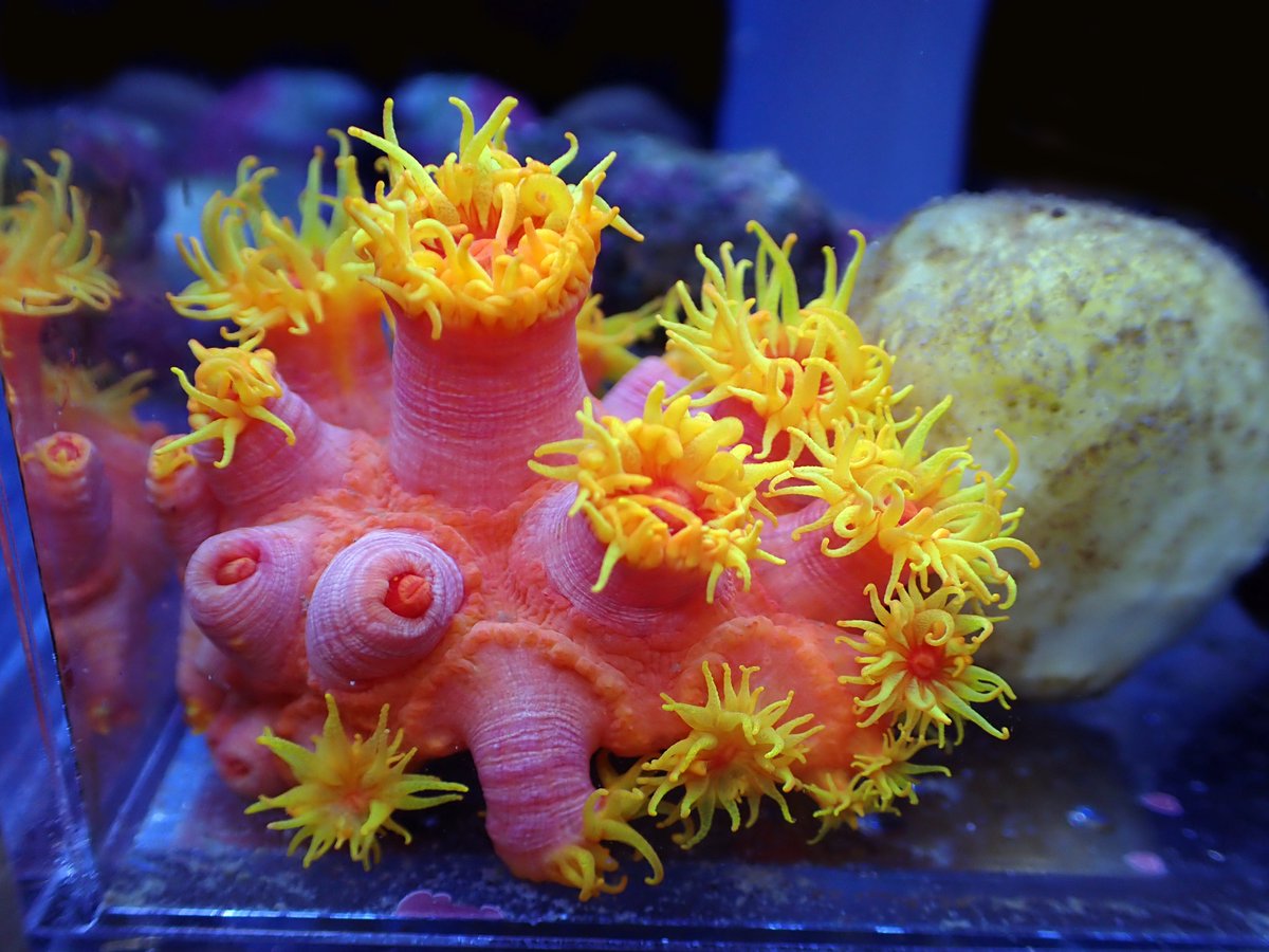 みさきのうみしだ tweet media