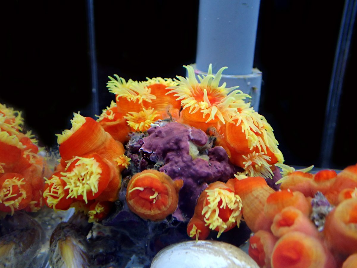 みさきのうみしだ tweet media