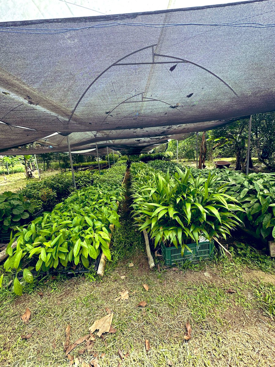 MajaVelez's tweet photo. En medio de tanta deforestación y guerra 💔, 2 proyectos en Putumayo devuelven la esperanza. La cooperativa de firmantes de paz que le apuesta a la paz y a la restauración con arboles nativos en Puerto Guzman y el proyecto de ecoturismo comunitario #PortaldelSol en Villagarzón 💚 https://t.co/VY81Gati3X
