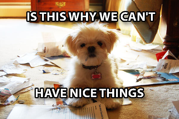 bobawuf's tweet photo. A world where all $WUF's are treated equal, and a pup can get belly rubs any time he wants.

That's all I ask 🥹

https://t.co/GHXO7OBQxr https://t.co/qT4UQHAY7d