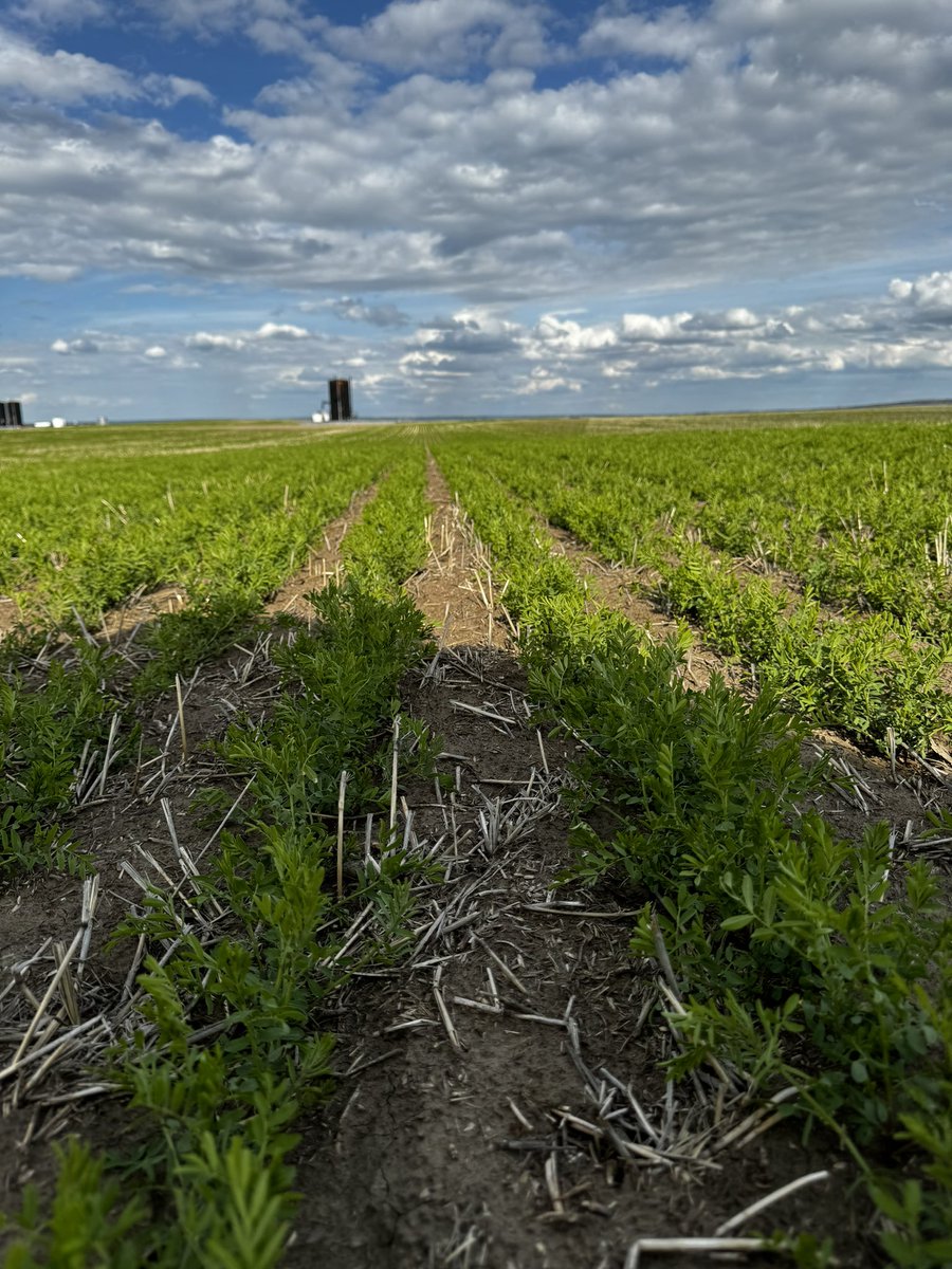 Jade Almberg tweet media