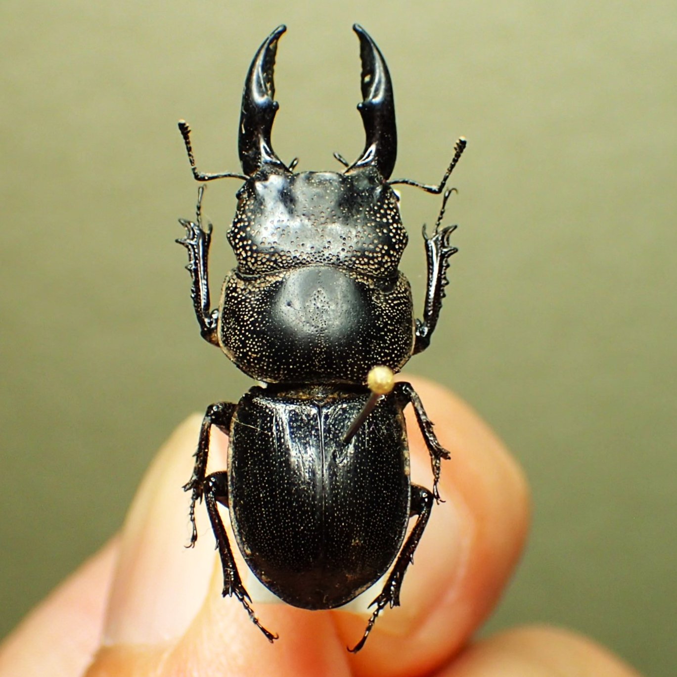 豪州産　カタハリクワガタ　18mm カタハリクワガタ No.1 | 愉快な海と波と恵