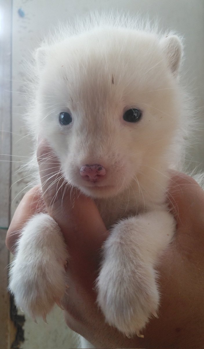 kon_fox_village's tweet photo. 本日から赤ちゃん北極ギツネさんがお目見えします
静かに見守ってあげてください https://t.co/Dr0RwZowvU