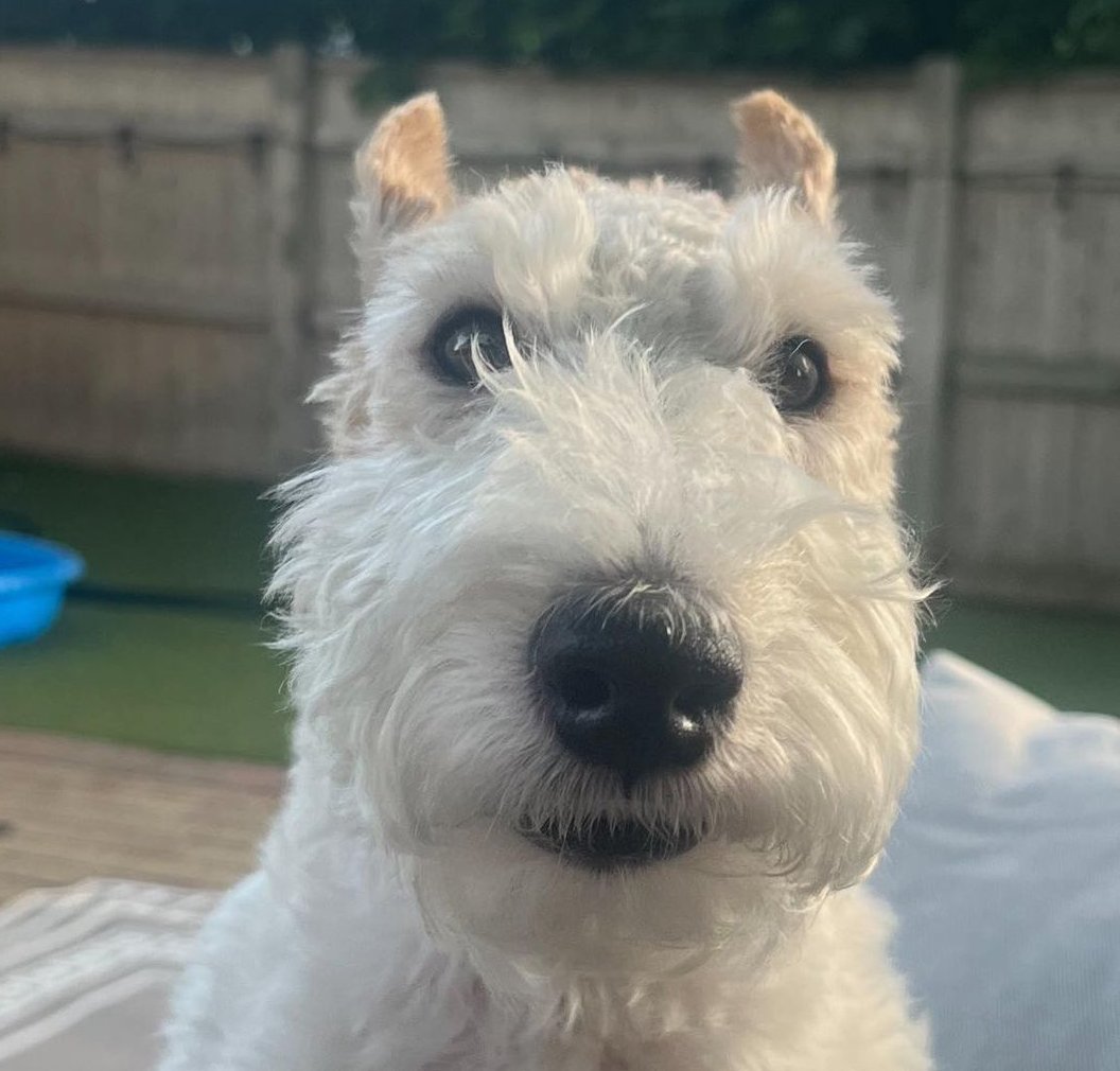 NovaOnSolana's tweet image. BOOP YOU