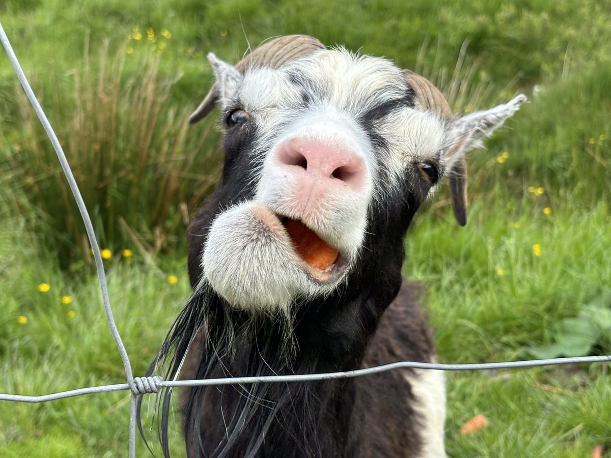 Just did a few minutes of doom scrolling on here….
So here’s a gurning goat just to lighten things up a bit