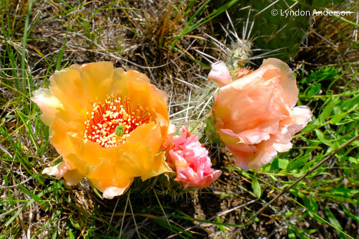 Prickly pear cactus. Photographed in Burleigh County, N.D., today, June 19, 2024.