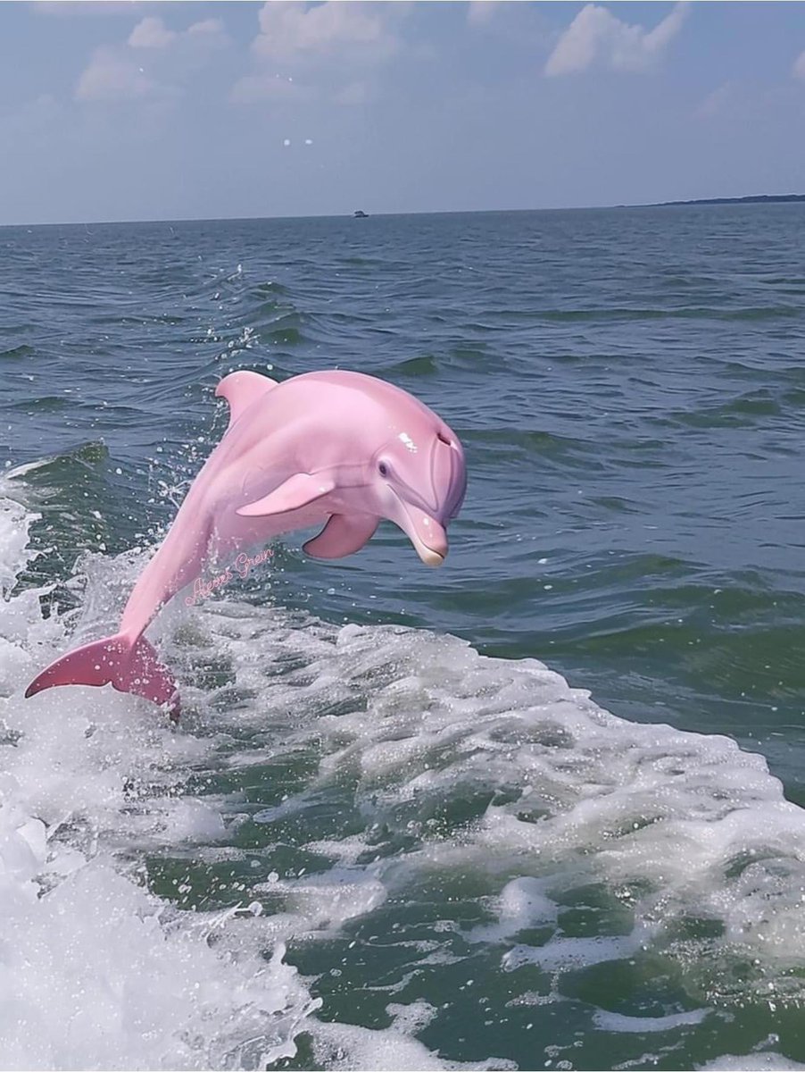 NeerajRanjanX's tweet photo. Rare pink Dolphin spotted NC Coast
Lovely pictures ❤️
#GalaxyZFlip5 #PeachylushxENGFA #ElTipoEsNico #NewJeans_Supernatural #BenditaFuria #BenditaFuria #VuelveLaMisa #FelizMiércoles #JuntosHundamosLaEstatutaria #InaugurationApp #Bihar https://t.co/Tx7lK1FX5D