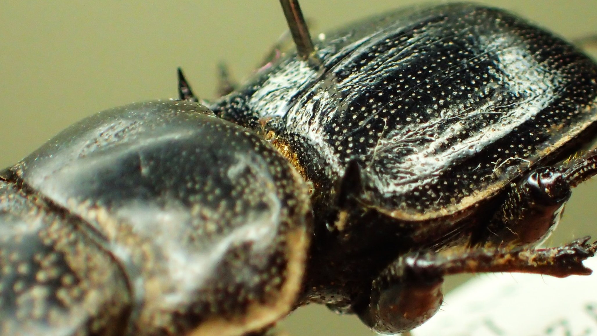 豪州産　カタハリクワガタ　18mm 国産オオクワガタ 産地詳細なし 68ミリペア - クワガタ横丁