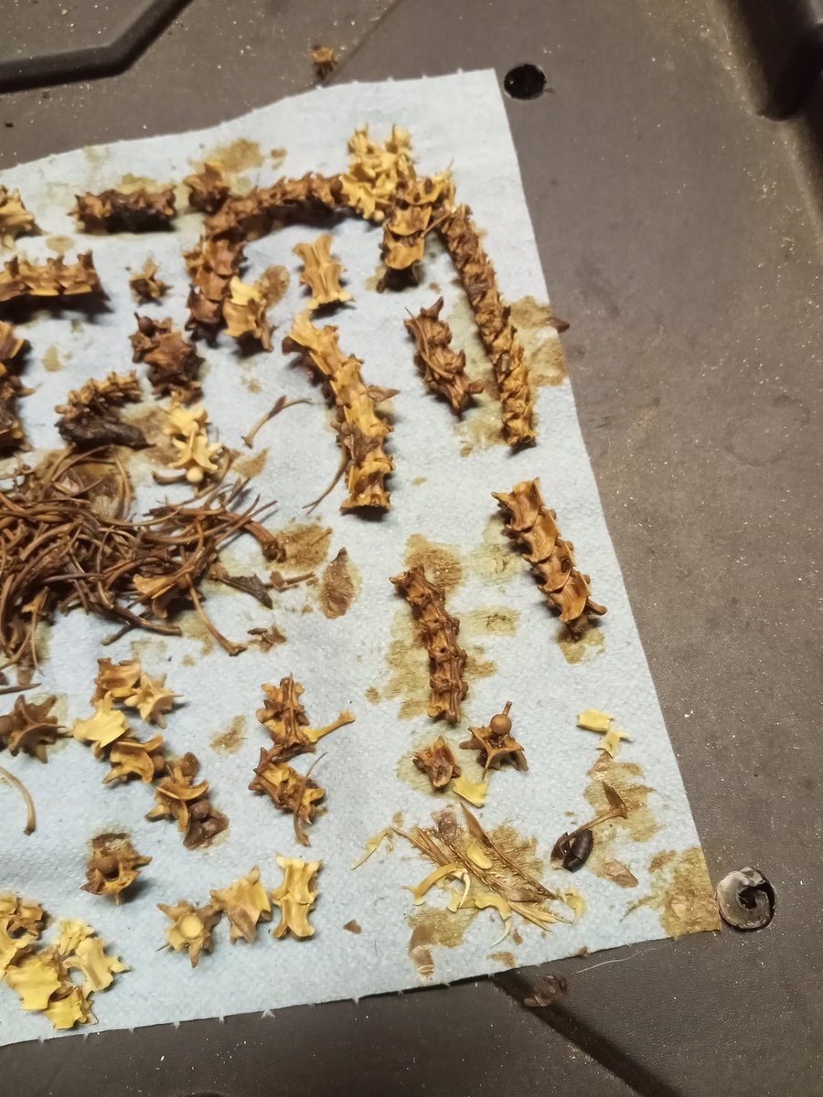 My last black mamba bite. A little reptile osteology. Not perfect, but a great learning experience.