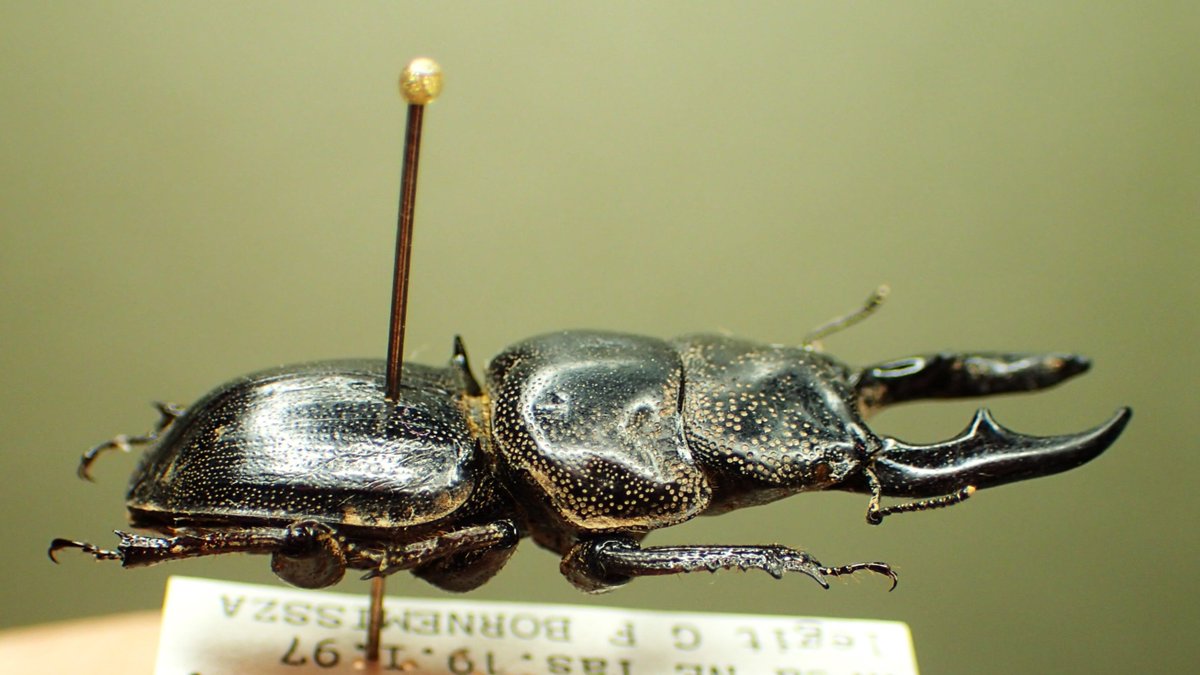 豪州産 カタハリクワガタ 18mm 豪州産 カタハリクワガタ 18mm 豪州産