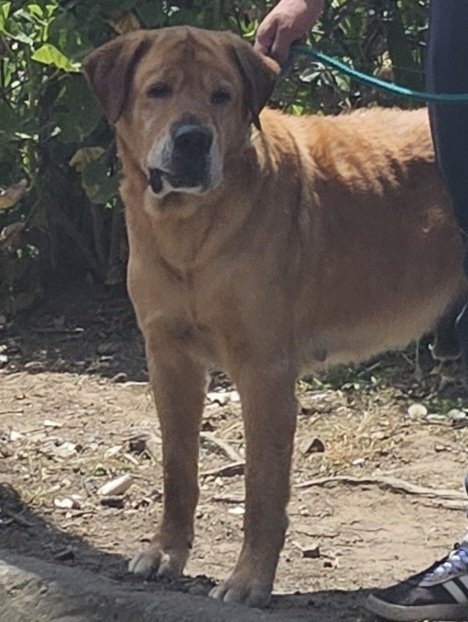AlertaMePerdi's tweet photo. #PERDIDO #QUITO
Nombre: #YAKE
Fecha: 07/06/24
Sector: Sur, Av. 21 de agosto y Calle Manuela de Garaycoa
Sexo: Macho
Raza: Labrador
Obsv.: Totalmente amarillo, con canas en el hocico, cicatriz pierna trasera derecha
Contacto: 0984051692
¡Ayúdalo a volver!
#AlertaMePerdí https://t.co/itDmv6izsX
