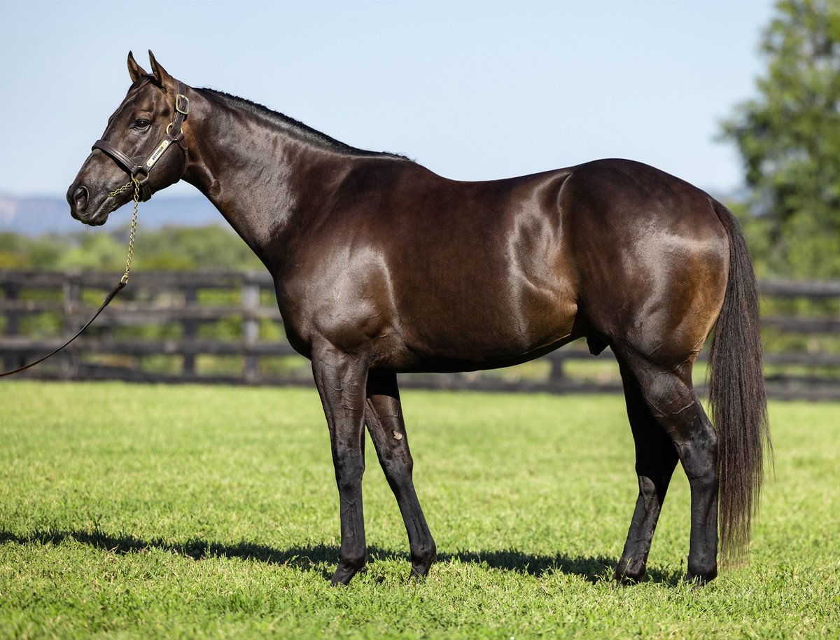 MonNeill's tweet image. His journey has just begun @NewgateFarm❗️
💎ARTORIUS had huge support 1⃣st season👏
SF Bloodstock
Kingstar Farm
China Horse Club
Go Bloodstock
Aston Bloodstock
Silverdale Farm
Some of the breeders⬆️ who recognized:
💎 Elite 2⃣YO ability
👀 Elite genetics
☎️=💎Opportunity ❗️