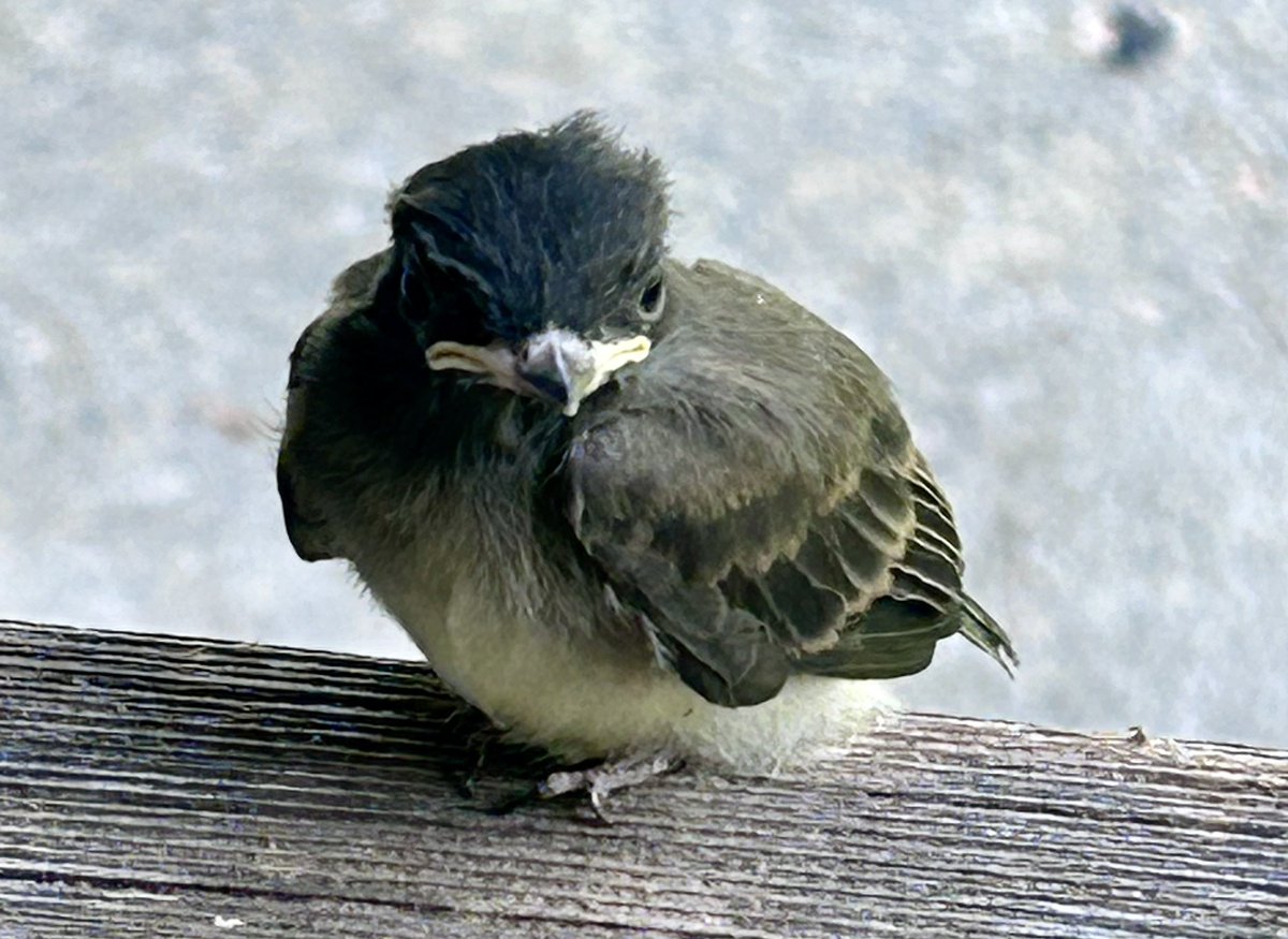 BirdAndGarden's tweet photo. I saw the #phoebes #fledge today . Is there anything cuter than a baby phoebe? Ma #bluebird is #nest building, 3rd #brood of #eastern #bluebirds in my #yard likely. What an exciting #birdwatching day today. #birders #TwitterNaturePhotography #TwitteNatureCommunity #CT #birds https://t.co/5LK64hCWw8
