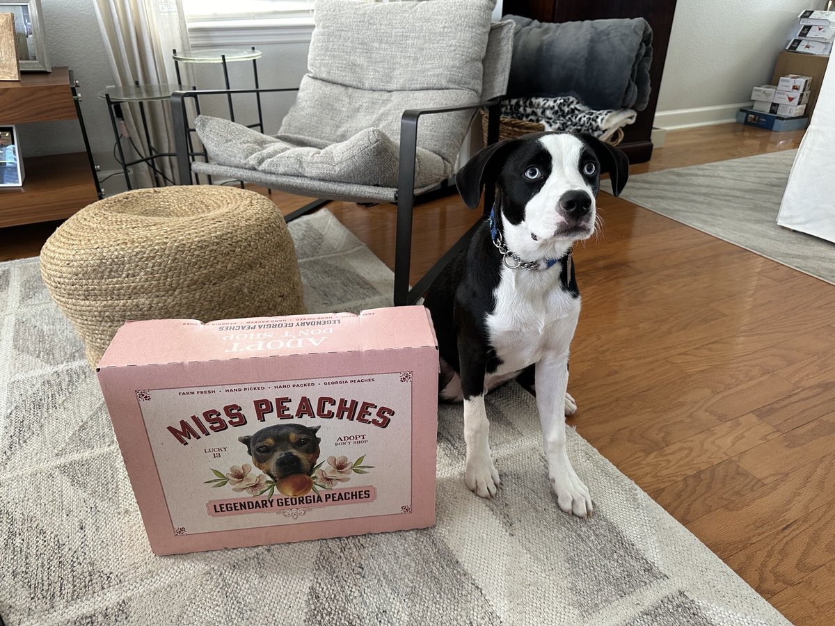 tommydigi's tweet photo. ⁦@stoolpresidente⁩ Doak is a big fan of Miss Peaches!! #adoptdontshop https://t.co/VsqjcoEtA6