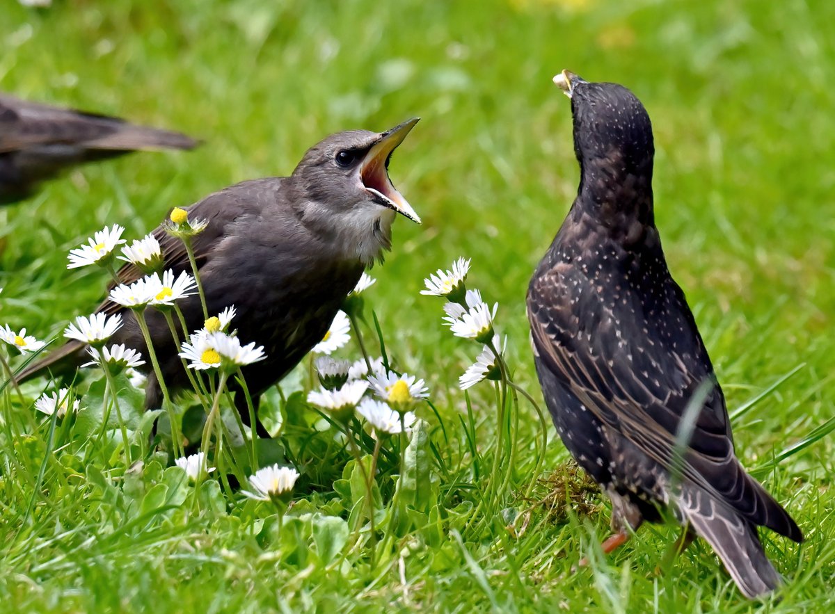 CarlBovisNature's tweet photo. Feed me!! https://t.co/hxp9g1BmWZ