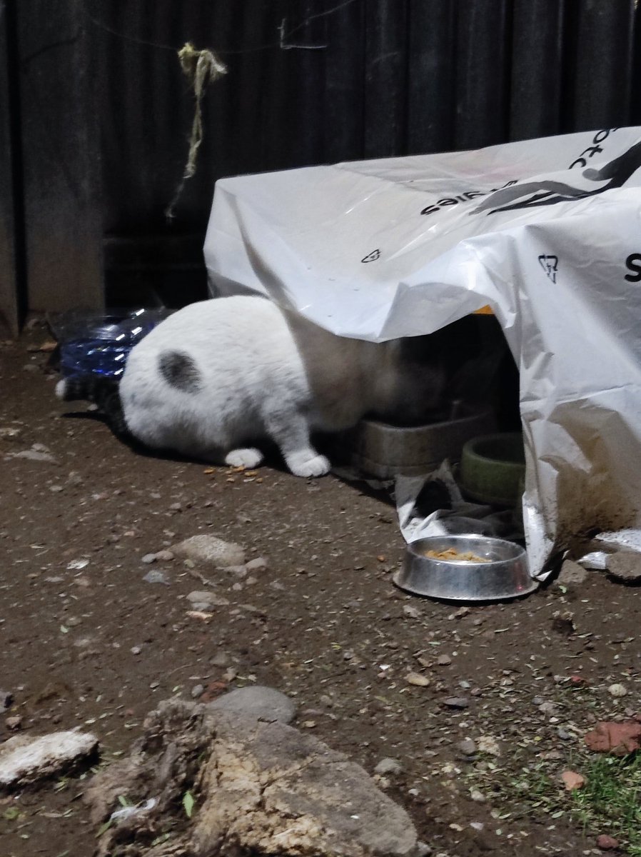 Alguien en Santiago Centro que haya perdido un gatito con esas características? Apareció en la colonia de gatitos del edificio que era de Enel en calle San Isidro. En 10 años nunca lo había visto. Repostear por favor !!!