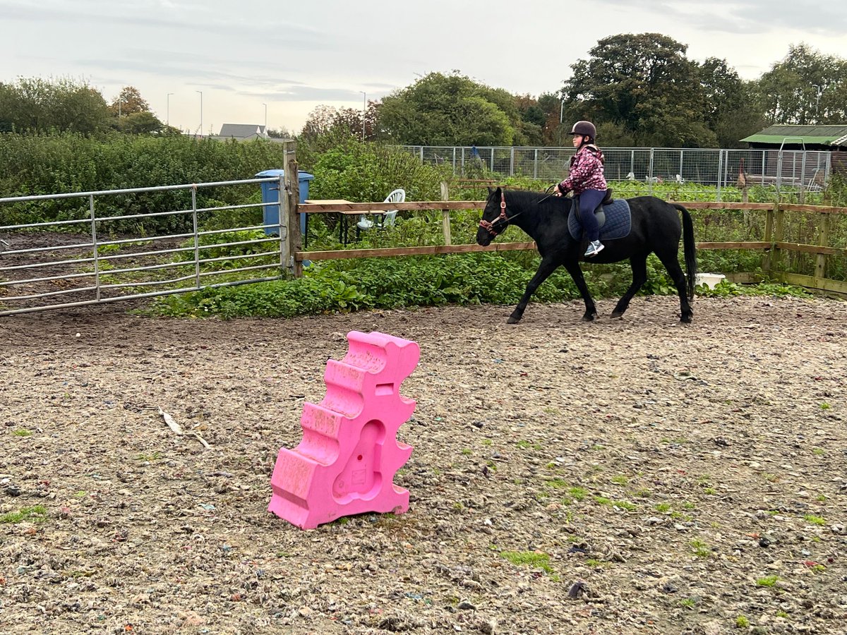 Own A Pony day for the summer holidays. The day is 10.30am until 4pm. Have a pony of your own to care for with two riding lessons included. The cost is only £45.00 per day or £80.00 for two people.
It is every Monday, Tuesday and Friday from 22nd July until 30th August