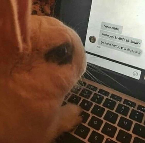 RabbitEveryHour's tweet photo. https://t.co/u7Uzvb0u4C