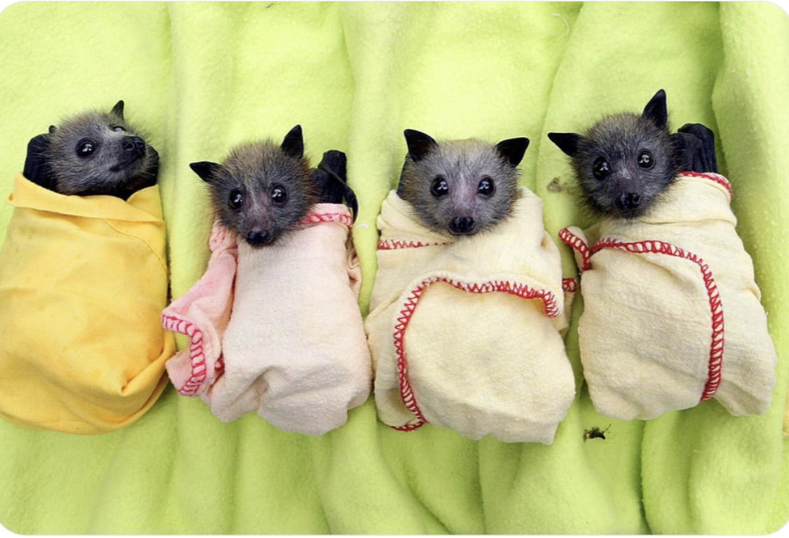 CuriousInkCo's tweet photo. Rescued orphaned baby bats are snugly blanketed. This mimics the warm & tactile sensation of being held in momβs wings. #NatureInspired #WildlifeRescue #NativePollinators https://t.co/35bZdwXgXj