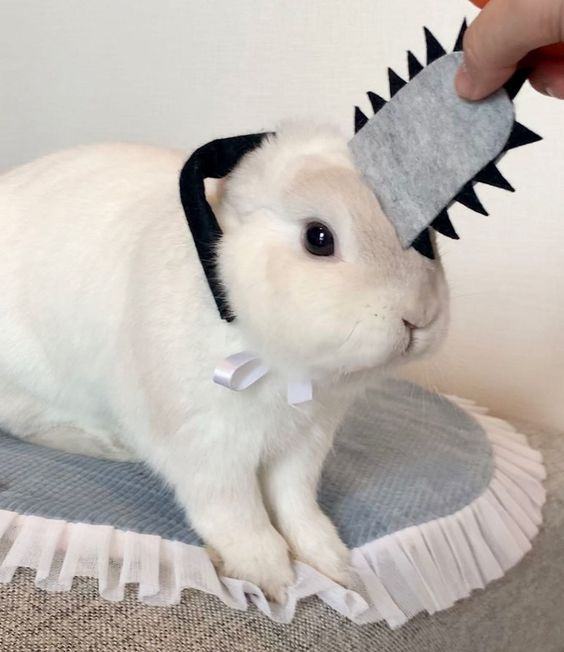 Bunnies tweet media