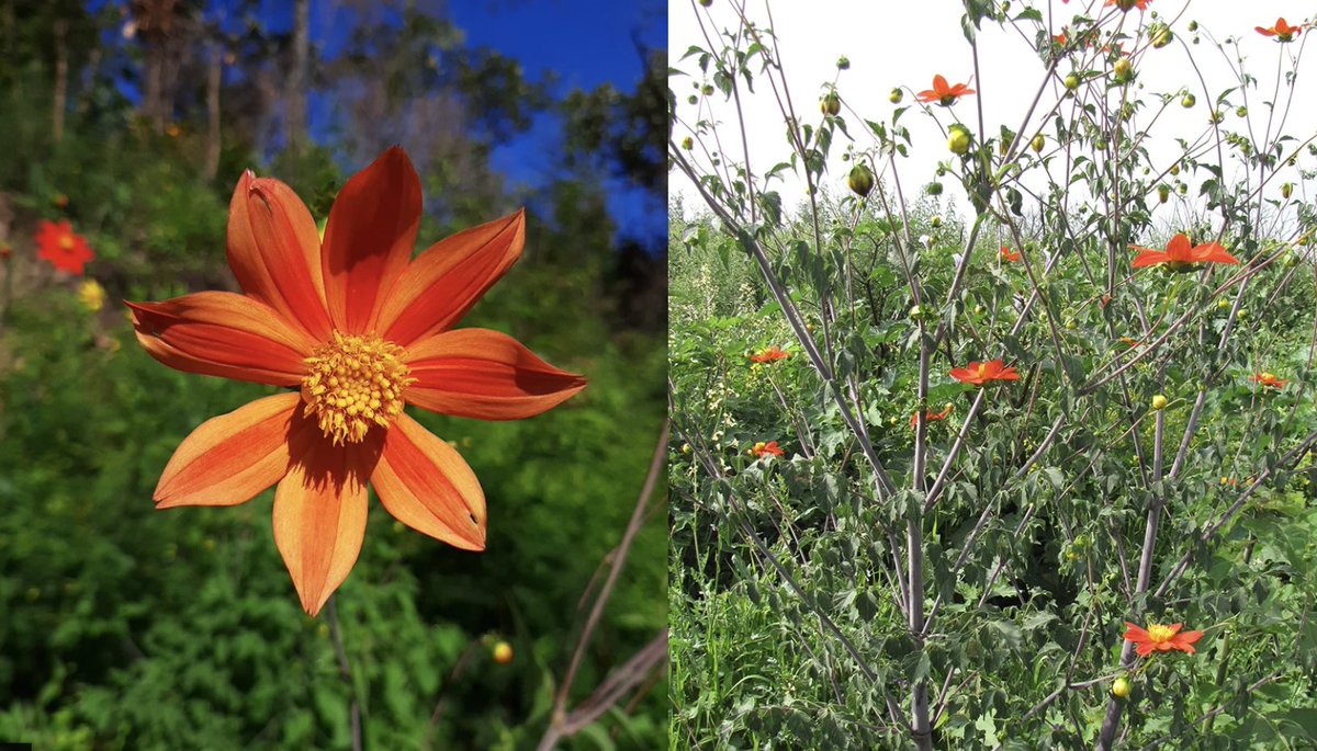 localmx_'s tweet photo. #FloraLocal ¿Sabías que la flor nacional es la Dahlia roja? https://t.co/lzOYFpS0AW https://t.co/JlRATLE0Ea