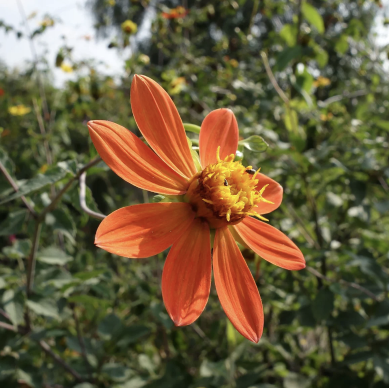 localmx_'s tweet photo. #FloraLocal ¿Sabías que la flor nacional es la Dahlia roja? https://t.co/lzOYFpS0AW https://t.co/JlRATLE0Ea