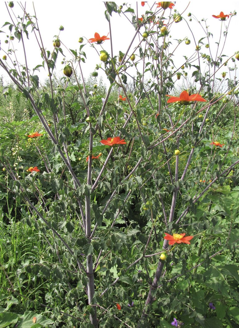 localmx_'s tweet photo. #FloraLocal ¿Sabías que la flor nacional es la Dahlia roja? https://t.co/lzOYFpS0AW https://t.co/JlRATLE0Ea