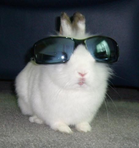 RabbitEveryHour's tweet photo. https://t.co/DHLIEvrF5A