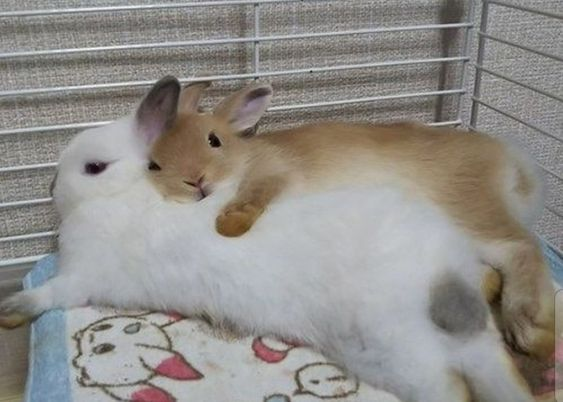RabbitEveryHour's tweet photo. https://t.co/PKShegehsU