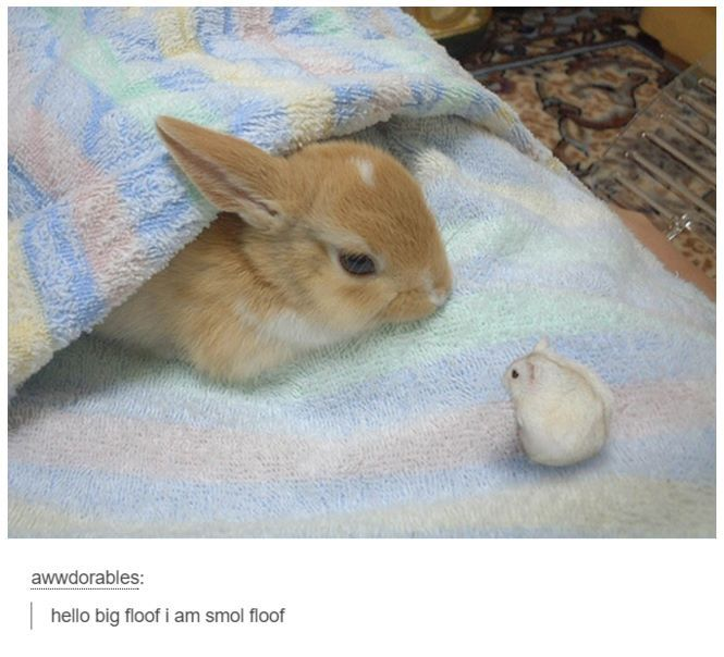 RabbitEveryHour tweet picture