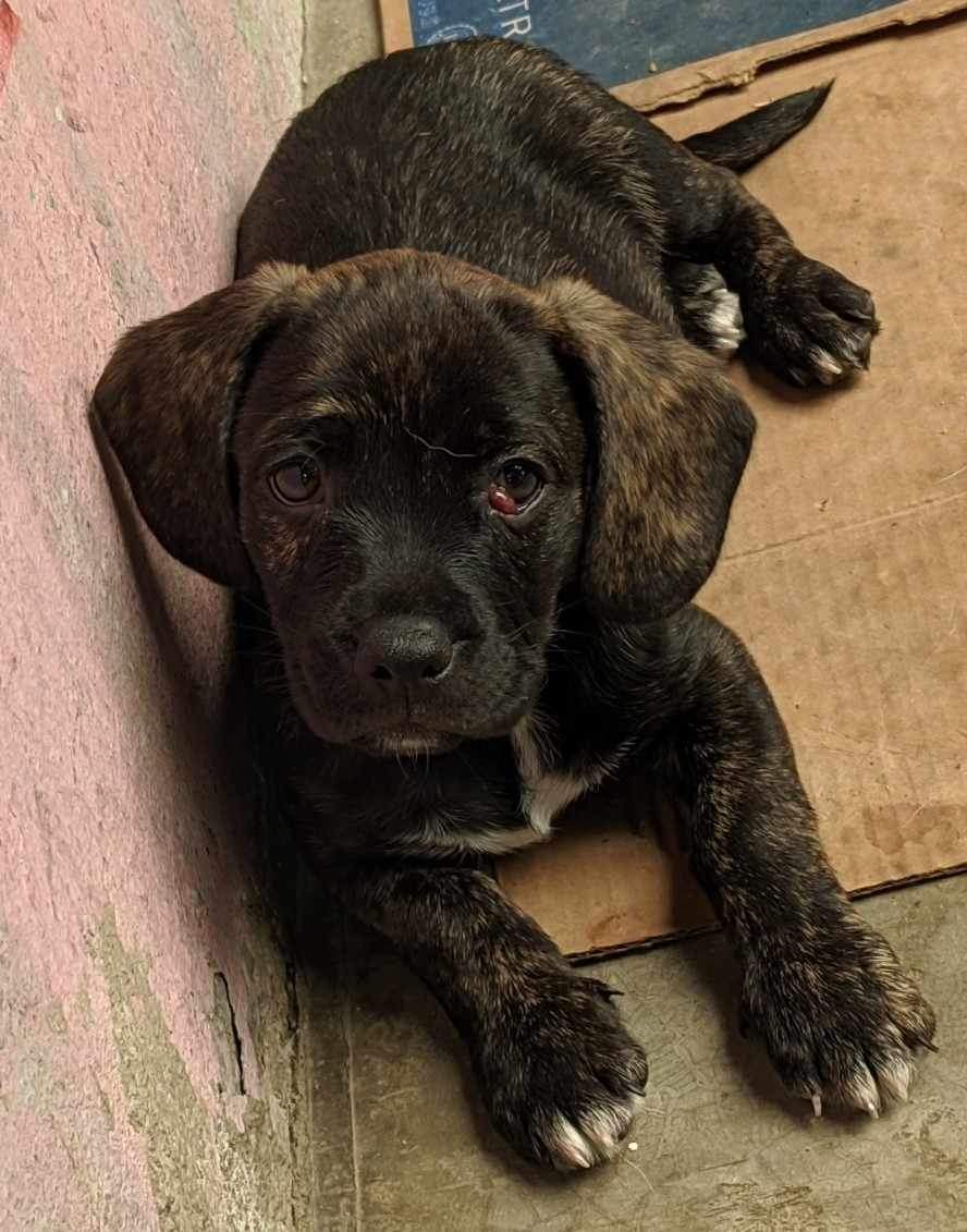 Aiiudaaa😱
Cachorrines en adopción. Estos hermanitos están a punto de ser echados a la calle🥺. Ayúdenos a impedirlo. Necesitamos familia amorosa para ellos. <a href="/elwarpig/">WARpig</a>
<a href="/MaribelGuardia/">Maribel Guardia</a> <a href="/genarolozano/">Genaro Lozano 🌈</a> <a href="/natszendro/">Szendrő</a> <a href="/ginjaramillo/">Gina Jaramillo</a> <a href="/perrhijos/">Perrhijos</a> <a href="/ClaraBrugadaM/">Clara Brugada Molina</a> <a href="/martibatres/">Martí Batres</a> <a href="/anabarbaramusic/">Ana Bárbara</a>