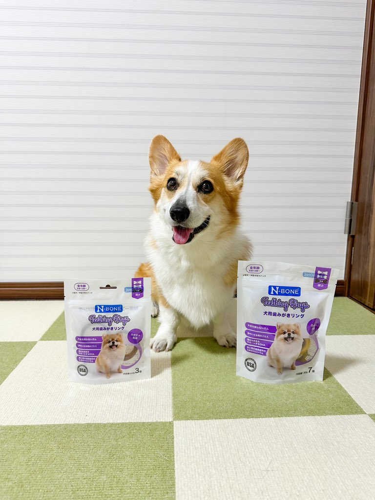 yu_chan20200226's tweet photo. PetDelux Japanさんにお声がけいただいて、新商品のN-BONE(かぼちゃ味)をお試しさせていただきました!丸呑みできない形状だから安心なんだけど、そもそも持たないと噛んでくれない🤣🤣🤣(笑)
#nbone #歯磨きガム #モニター https://t.co/dFStQGp2NG