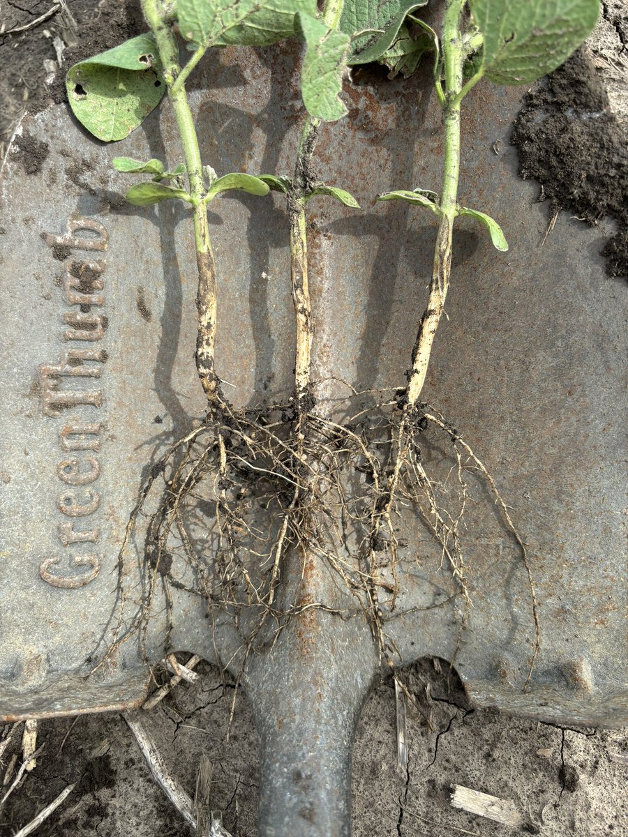 GreenKeyAg's tweet photo. Digging some roots today in between rain days to see what we can learn. We definitely like to see all the fine root hairs in the corn and nice lateral roots in the soybeans. V6 corn and almost v4 beans. https://t.co/imTqW7DbnC