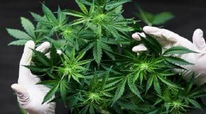 TWSYND's tweet image. How is THCA legal in Texas and many states? Find out what the skinny is and is it here to stay?
bit.ly/3zbPfEV
#law #texas #hemp #thca #delta8