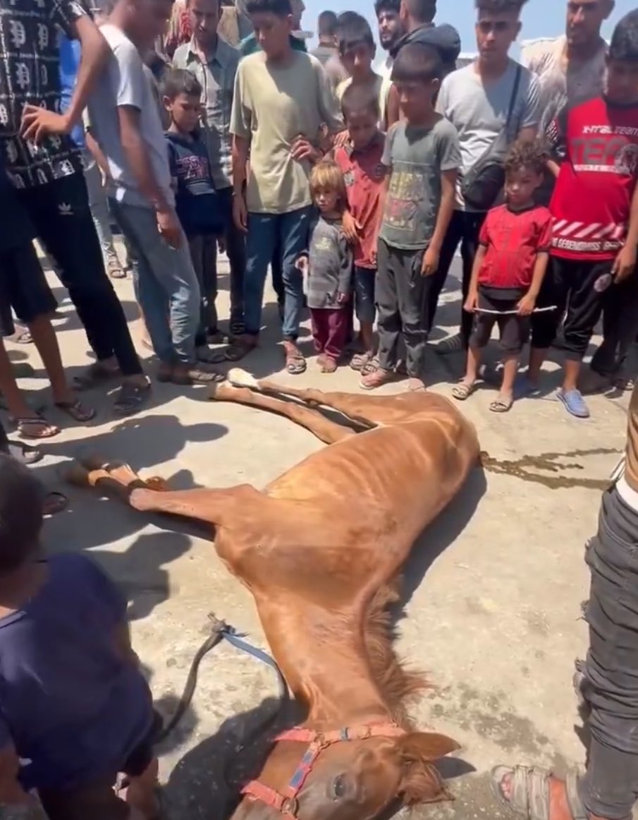 swilkinsonbc's tweet photo. North Gaza is being starved to death by the israelis, while Rafah is being wiped out, but move along, nothing to see, just more boring genocide https://t.co/QIjkxk7FVV