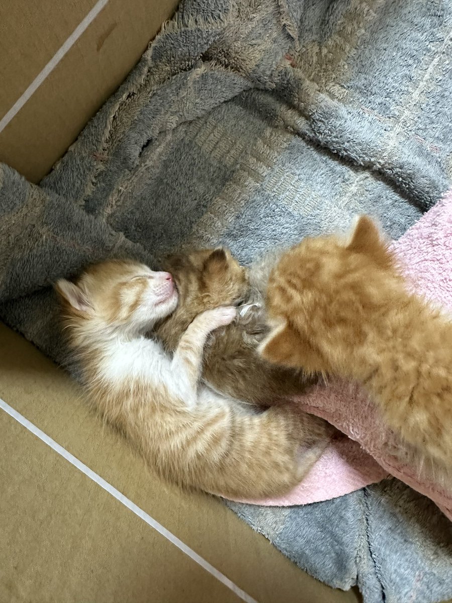 うちの倉庫にいた3匹の猫
#猫