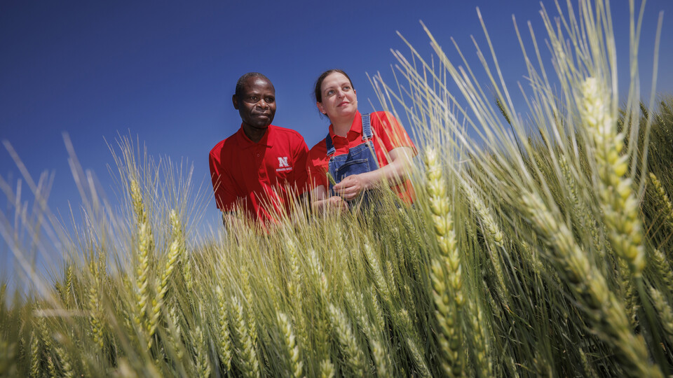 Nebraska CropWatch (@unl_cropwatch) on Twitter photo #UNL is releasing a new #wheat variety, NE Prism CLP, that stands out for its resistance to fungal disease, including #fusarium head blight. Learn more » ow.ly/hVys50Sm2jo
#NebExt #plantgenetics #cropproduction #Nebraska #ag <a href="/UNL_IANR/">Institute of Agriculture and Natural Resources</a> <a href="/UNLExtension/">Nebraska Extension</a> #cropdisease #UNL is releasing a new #wheat variety, NE Prism CLP, that stands out for its resistance to fungal disease, including #fusarium head blight. Learn more » ow.ly/hVys50Sm2jo
#NebExt #plantgenetics #cropproduction #Nebraska #ag <a href="/UNL_IANR/">Institute of Agriculture and Natural Resources</a> <a href="/UNLExtension/">Nebraska Extension</a> #cropdisease