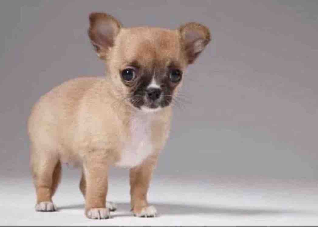 El Guarromántico tweet media