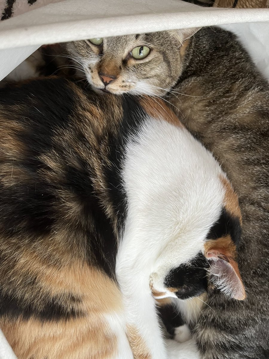 るか (@ruru_nito) on Twitter photo 