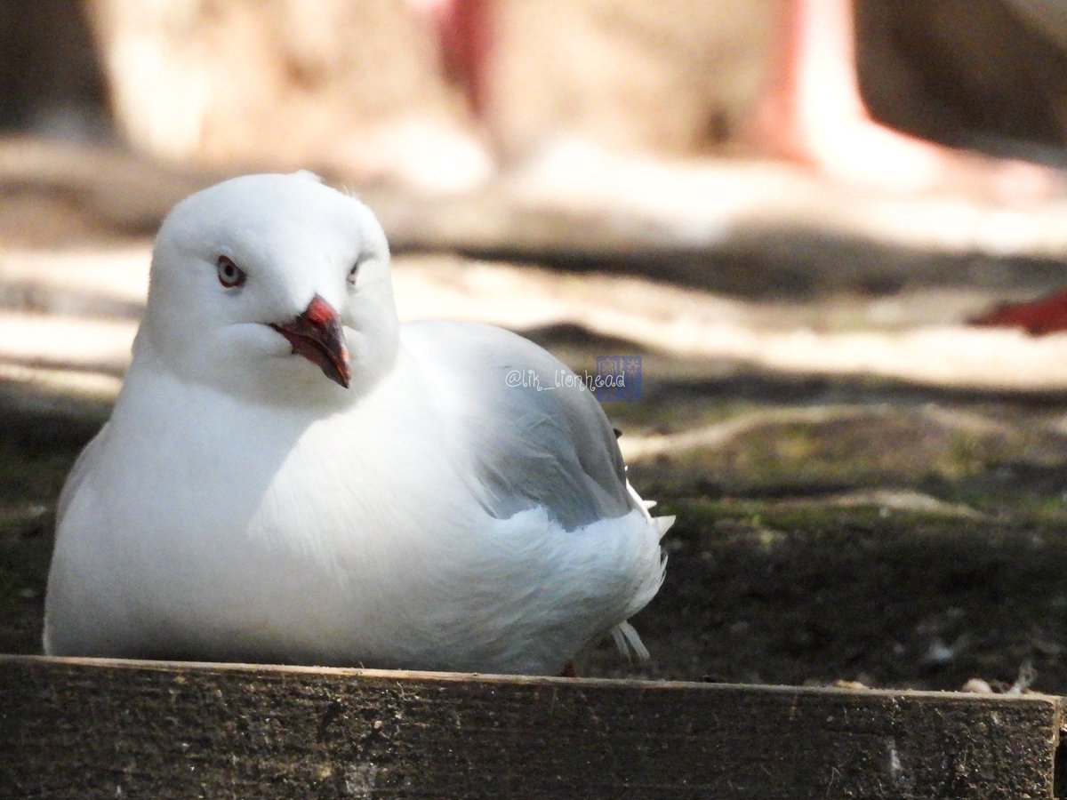 lik_nasua_nasua's tweet photo. #モフ曜日 #もふ曜日 #モフようび
歴史の目撃者となっミャオ
#福岡市動物園 #ギンカモメ
#SilverGull https://t.co/TEPx9zObL4
