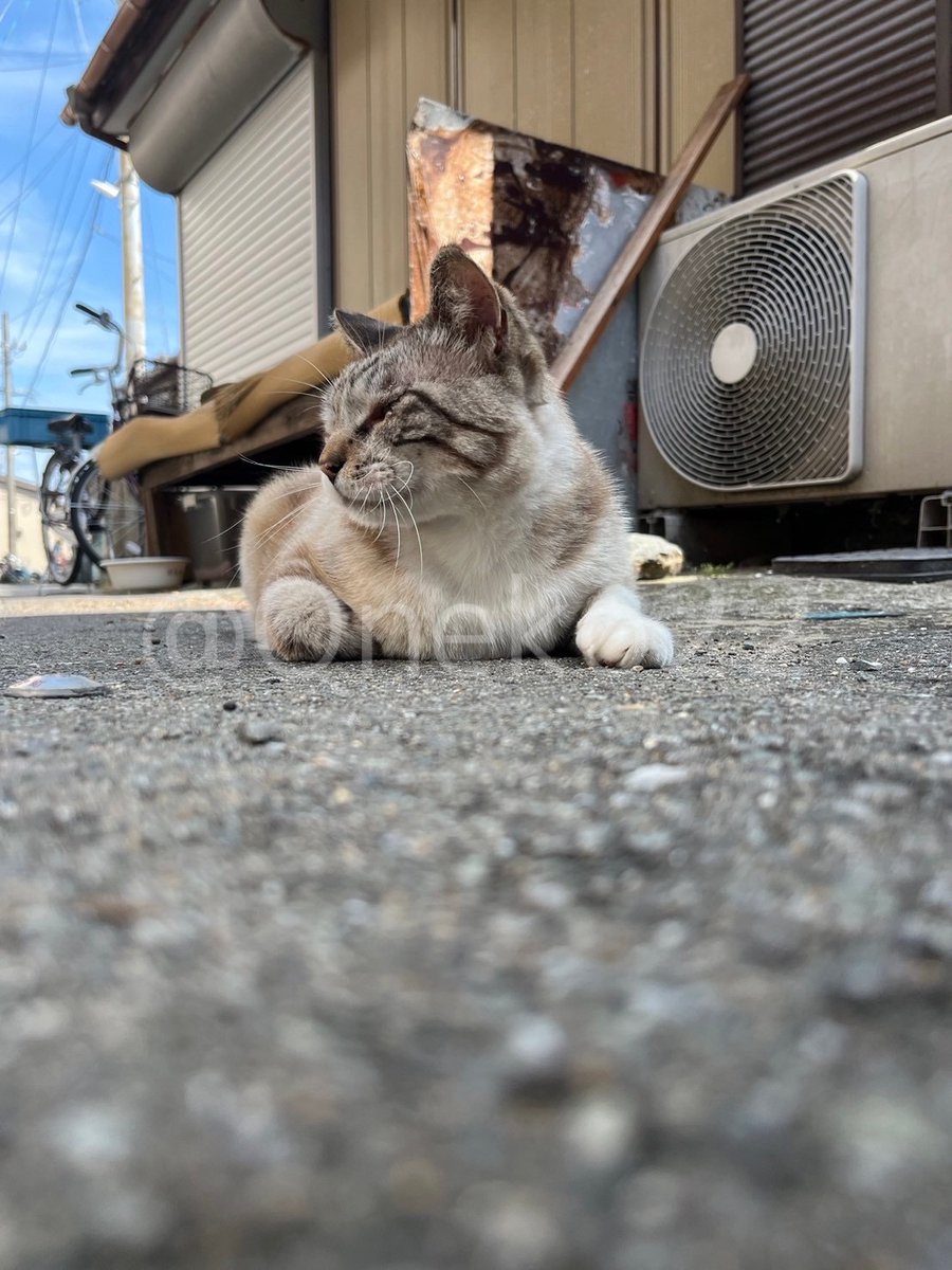 Qneko22's tweet photo. 6/16に第2回相島新歓を行いました🐈
今回も、多くの新入生が参加してくれました👏Instagramには他の写真も掲載しているので是非ご覧ください📸
これにて、2024年度新歓は無事終了しました。次回以降の活動報告もお楽しみに🐾
#九州大学ねこ部 #九大ねこ部 #相島 #猫島 #新歓 #ねこ #地域猫 #野良猫 https://t.co/TOngGqmgvz
