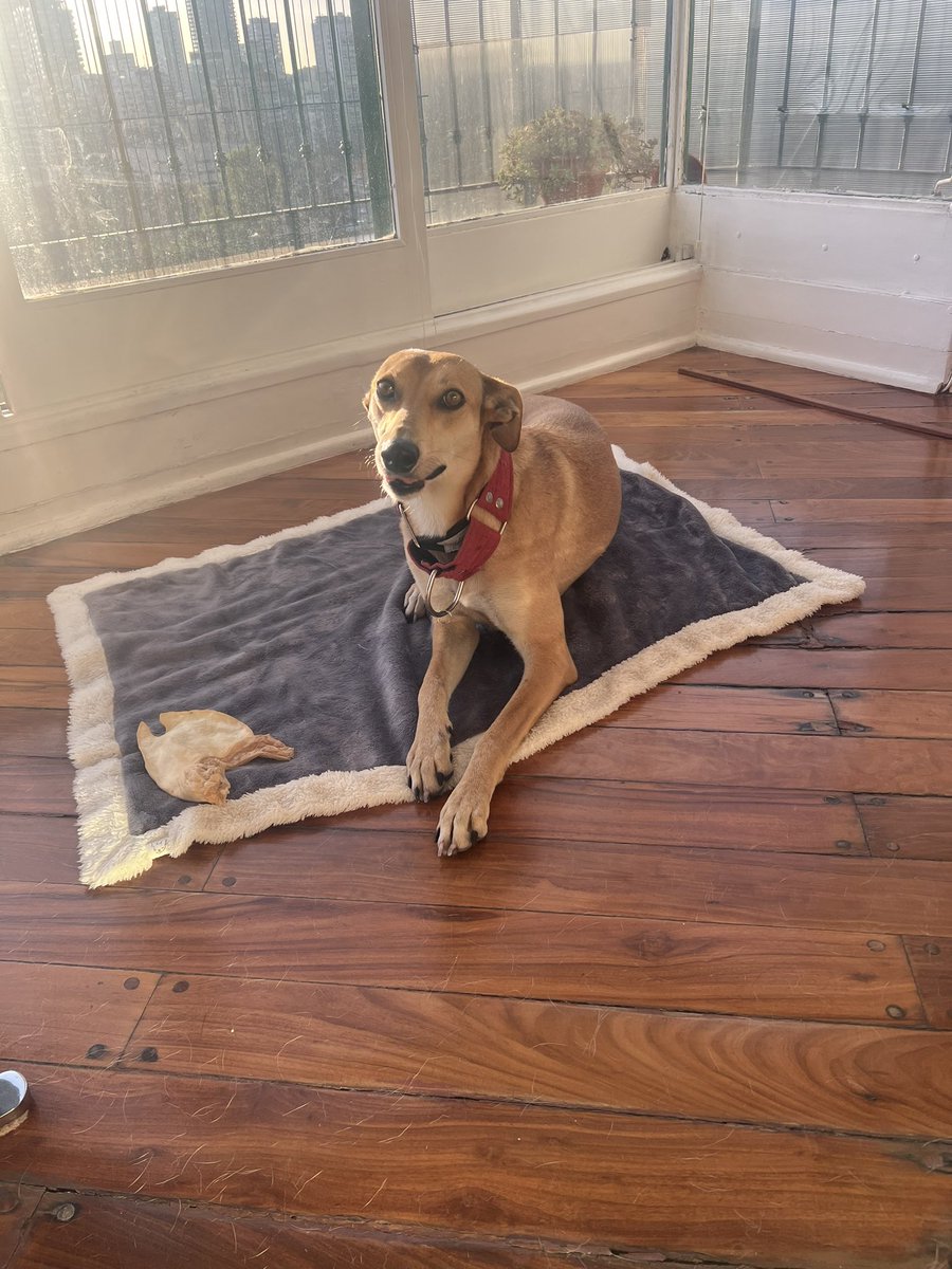 Magui está en adopción. Fue rescatada luego de que la abandonaran al costado de una ruta.
Es súper dulce y cariñosa. Tiene aproximadamente 2 años.
¿Nos ayudas con un rt. para que encontremos a su familia para siempre?