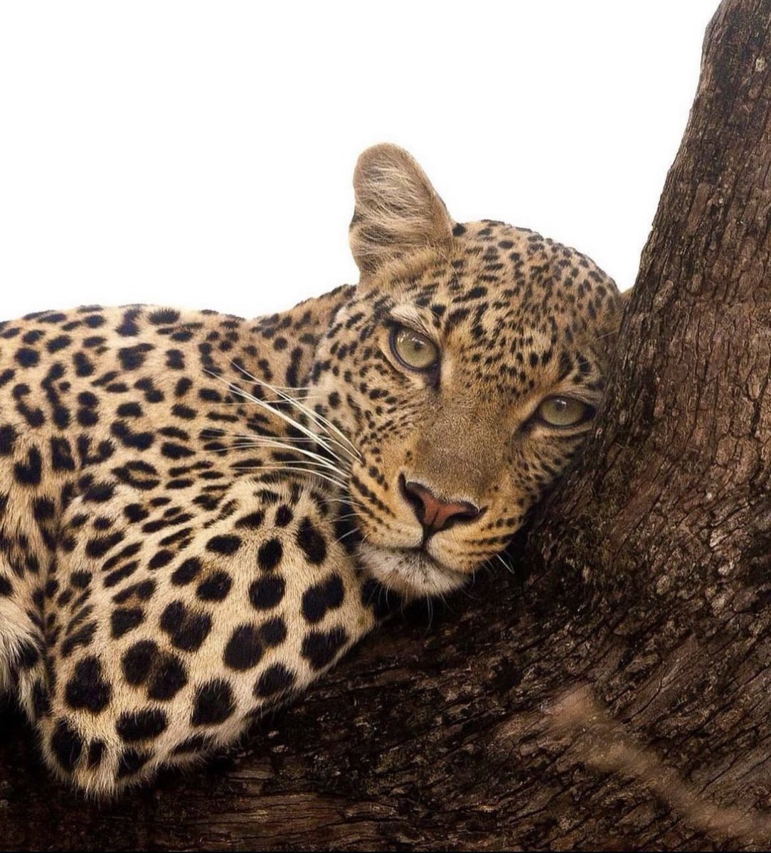 Onças são Negras Loiras 🐆
