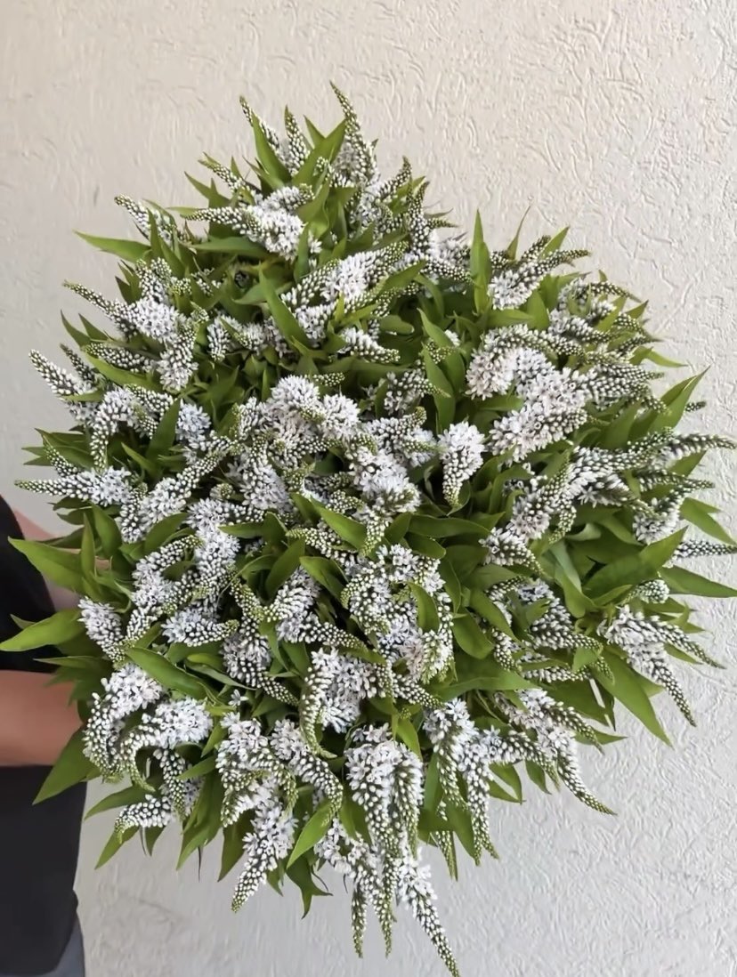 DVFlora tweet media