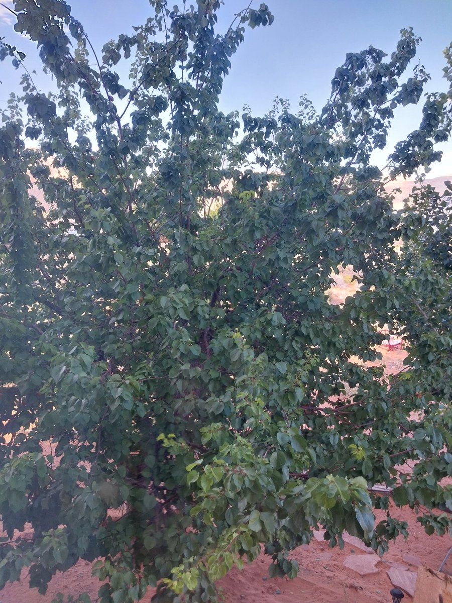 Desert_Hustle's tweet photo. Remember how everyone said, "Start growing your own food"?

I did that.

Apricot yield was about 500 this year.  The birds 🐦 got some too.

Making jam and freezing some for smoothies, too.  Peaches and apples are next.

What are you growing?

#FarmToSpoon https://t.co/NuHyDPhhn3