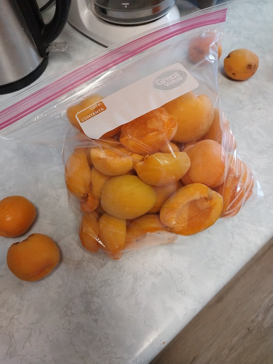 Desert_Hustle's tweet photo. Remember how everyone said, "Start growing your own food"?

I did that.

Apricot yield was about 500 this year.  The birds 🐦 got some too.

Making jam and freezing some for smoothies, too.  Peaches and apples are next.

What are you growing?

#FarmToSpoon https://t.co/NuHyDPhhn3