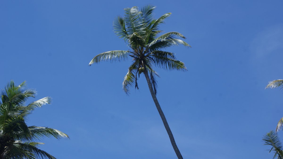 KapilaAmarasin3's tweet photo. Discover the beauty of Sri Lankan beaches lined with coconut palms 🌴🏖️ Tranquil shores and swaying palms await! #SriLankanBeaches #CoconutPalm #BeachLife #TropicalParadise #OceanViews #IslandGetaway #TravelSriLanka #ExploreBeaches #NaturePhotography #TravelInspiration https://t.co/fHlElnCQi8