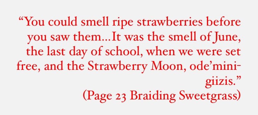 msOBlearning's tweet image. This Friday full moon - Strawberry Moon. 
Also, National Indigenous Peoples Day. The learning continues. I am sharing both the link to Grandmother Moon Teachings and quote from Kimmerer becuase - amazing classroom discussion entry points for this week: 
kanawayhitowin.ca/?page_id=214